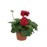 Sakız Sardunya Fidanı Kırmızı 10-20 cm