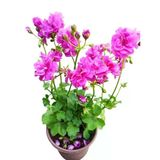 Sakız Sardunya Fidanı Saksılı Açık Pembe 10-20 Cm