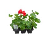Sakız Sardunya Fidesi Kırmızı Renk 3 Adet Saksılı Tüplü 15-25CM (Pelargonium Peltatum)