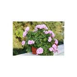 Sakız Sardunya Sarkıcı Bitki 10-20 Cm