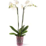 Saksı 1,3 Litre Kristal Şeffaf Pembe Orkide Saksı 16 cm