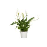 Saksı Çiçekleri Spatifilyum Barış Çiçeği Spathiphyllum Bellini