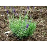 Saksı Tipi Lavanta Fidanı 10 Adet 5-15 Cm İntermedia