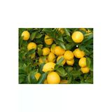 Saksı Yetiştiriciliğine Uygun Yediveren Limon Fidanı