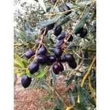 Saksıda 5 Yaş Meyveli Gemlik Trilye Zeytin Fidanı Boy 150-200 Cm