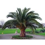 Saksıda 5 Yaş Phoenix Canariensis Hurma Palmiyesi 130-150 Cm
