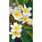 Saksıda Amerikan Fulu Plumeria Alba Ağacı Fidanı Boy 1m