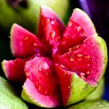 Saksida Buyuk Boy Guava Fidani (Meyve Verir Durumda)