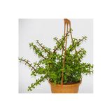 Saksıda Çok Dallı Afra Yeşim Ağacı (bonsai Uygun)