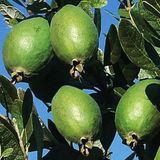 Saksıda Feijoa (Kaymak Ağacı) Fidanı 3 Yaş - 150-180 Cm Boy