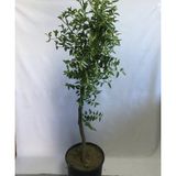 SAKSIDA HÜNNAP FİDANI 6 YAŞ 110-140 CM