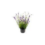 Saksıda Intermedia Lavanta Fidanı 10-20 Cm