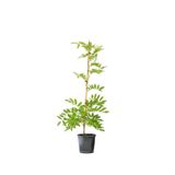 Saksıda Kokulu Mor Salkım Sarmaşığı Wisteria Sinensis 100-120Cm