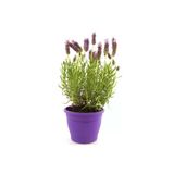 Saksıda Lavanta Çiçeği Fidanı 10-20 Cm