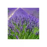 Saksıda Lavanta Çiçeği(Lavandula Officinalis) Fidanı 10-20 Cm 2 Adet