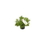 Saksıda Limon Kokulu Itır Fidanı 10-20 Cm