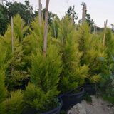 Saksıda Limoni Servi Boy 80-90 Cm