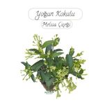 Saksıda Melisa Çiçeği 30-40Cm Gece Sefası Çiçeği