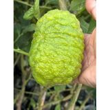 Saksıda Meyve Veren 5 Yaş Bergamot Limon (Cıtrus Bergamia) Fidanı Boy 150-200Cm