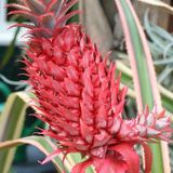 Saksıda Pembe Ananas Meyvesi Fidanı Çok Özel