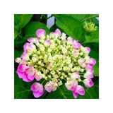 Saksıda Pembe Ortanca Çiçeği Fidanı 10-20 Cm