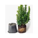Saksıda Yeşil Taflan Bitkisi Çit Bitkisi 10-20 Cm