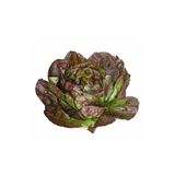 Saksıdan Sofraya İki Renkli Gül Marul (Lettuce Brune De Hiver) Tohumu - 10 Adet Tohum