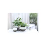 Saksıdan Sofraya Kendini Sulayan Akıllı Küre Saksı (Büyük Boy)