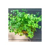 Saksıdan Sofraya Küçük Çayır Düğmesi (Salad Burnet) Mikro Filiz Tohumu - 15 Adet Tohum