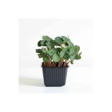 Saksıdan Sofraya Latin Çiçeği (Nasturtium) Mikro Filiz Tohumu - 10 Adet - Yenilebilir Çiçek & GDO'suz