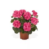 Saksılı Açık Pembe Yavruağzı Sardunya Çiçeği Fidanı 10-20 cm