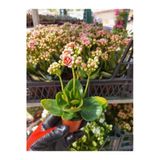 Saksılı ( Açık Uçuk Pembe Renk) Kalanşo Çiçeği Fidanı 10-20 Cm