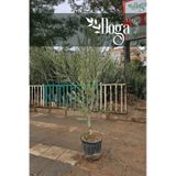 Saksılı Aşılı Gemlik Trilye Zeytin Fidanı 6 Yaş