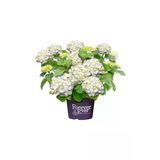 Saksılı Beyaz Ortanca Fidanı 10-20 Cm