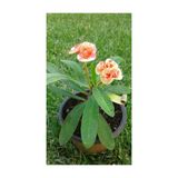 Saksılı Ebruli Dikenler Tacı Japon Iğnesi Euphorbia Milii 10-15 Cm