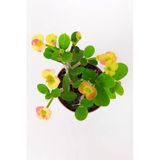 Saksılı Ebruli Dikenler Tacı Japon Iğnesi Euphorbia Milii 10-20 Cm