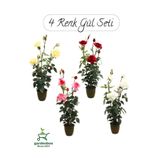 Saksılı Gül Seti Kokulu 4 ADET Yediveren Gül Sarı+Kırmızı+Pembe+Beyaz Renk 30-50Cm