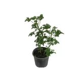Saksılı Itır Çiçeği Fidanı Küçük Boy 10-20 Cm