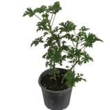 Saksılı Itır Çiçeği Fİdanı Küçük Boy 5-15 Cm