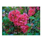 Saksılı Japon Ayvası Bahar Dalı Fidanı 20-30 Cm Chaenomeles Japonica