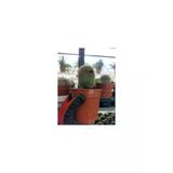 Saksılı Kaynana Topuzu Kaktüs - Echinopsis Oxygona10-20 Cm