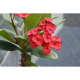 Saksılı Kırmızı Dikenler Tacı Japon İğnesi Euphorbia Milii 10-20 Cm