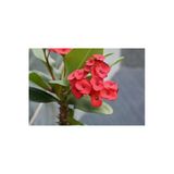 Saksılı Kırmızı Dikenler Tacı Japon İğnesi Euphorbia Milii 10-20 Cm