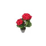 Saksılı Kırmızı Sardunya Çiçeği Potted Red Geranium Flower 10-20 Cm