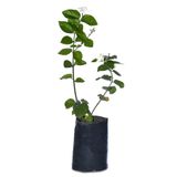 Saksılı Kokulu Ful Yasemin Fidanı Çiçeği 60-80Cm