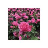 Saksılı Kokulu Pembe Gül Fidanı 10-20 Cm