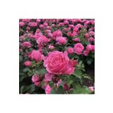 Saksılı Kokulu Pembe Gül Fidanı, SRD12022025BYB361