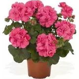 Saksılı Koyu Çingene Pembe Sardunya Çiçeği Fidanı 10-20 Cm