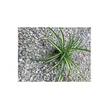 Saksılı Kurdela Canlı Çiçek 10-20 Cm