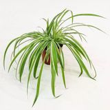 Saksılı Kurdele Çiçeği Chlorophytum Comosum Variegatum 10-20 Cm
